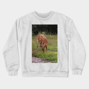 Foraging for food - White-taileddeer fawn Crewneck Sweatshirt